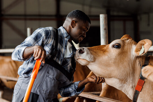 Happy African American man farmer worker hugging cow as sign of concern for animal health care. Concept farm agriculture cattle livestock farming industry