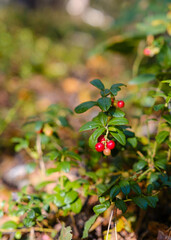 Close-up of red berries on a green shrub in the forest.