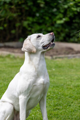 A white Labrador lies in the grass