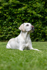 A white Labrador lies in the grass