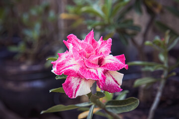 Stunning adenium flower captured in full bloom, with its striking pink and white colors. Beautiful adenium flower in full bloom, Close-up of a blooming adenium flower
