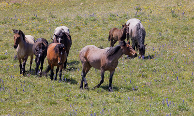 Wild Horses in Summer in the Pryor Mountains Montana