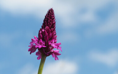 Pyramiden-Orchis, Blüte