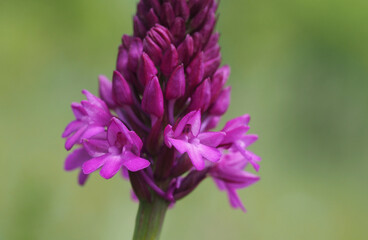 Pyramiden-Orchis, Nahaufnahme
