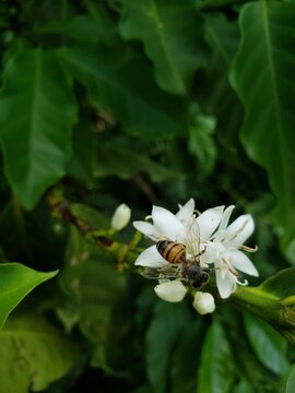 Bee in a coffee flower