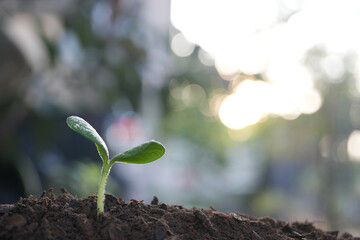 Pumpkin growing plant closeup under sunlight