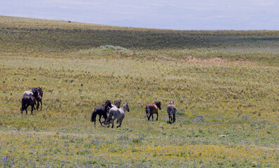 Wild Horses in Summer in the Pryor Mountains Montana