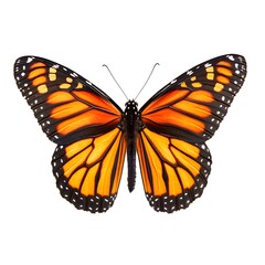 Fototapeta premium A monarch butterfly with vibrant orange and black wings.