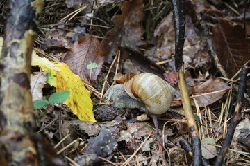 Snail in the Forest