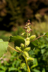 Arctium lappa commonly called greater burdock. Blooming burdock flowers on natural plant background