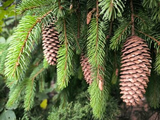 christmas tree branches