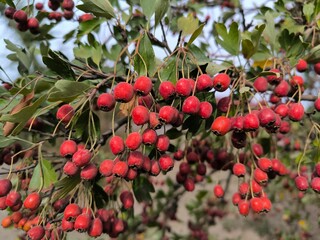 red berries in autumn