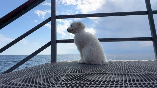 a cute terrier dog on the beach