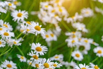 Camomile.Chamomile flower field.Field of camomiles at sunny day at nature.Spring, summer background. Meadow flowers. Medicinal plant.