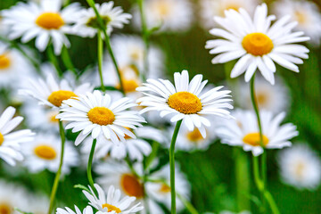 Camomile.Chamomile flower field.Field of camomiles at sunny day at nature.Spring, summer background. Meadow flowers. Medicinal plant.