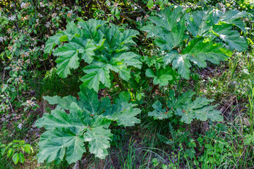 Close up of Hogweed leaves (Heracleum sphondylium)Green leafs of dangerous plant Parsnip Sosnowski.Hogweed the dangerous nature of plant life.Chemical burn of skin.