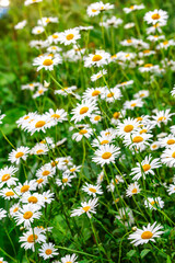 Camomile.Chamomile flower field.Field of camomiles at sunny day at nature.Spring, summer background. Meadow flowers. Medicinal plant.