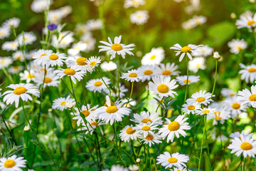 Camomile.Chamomile flower field.Field of camomiles at sunny day at nature.Spring, summer background. Meadow flowers. Medicinal plant.