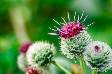 Thistle flower.Wild thistle with a blooming pink flower on a green blurred background.Medicinal plant.Roots used as poultice and decoction
