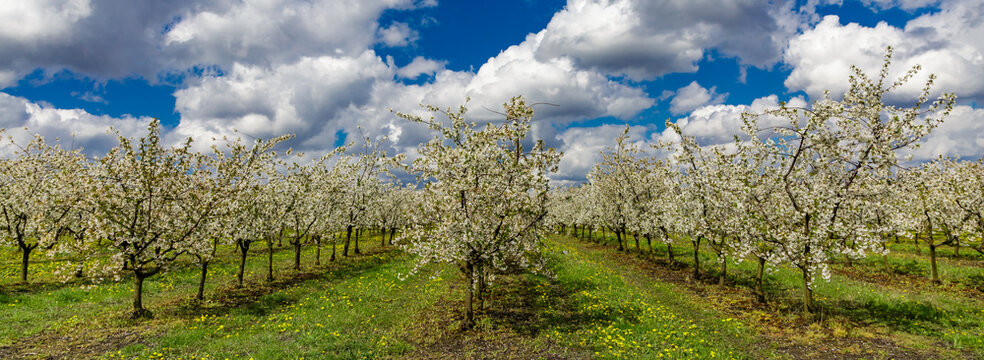 Cherry orchard in spring sunshine.Blue sky with clouds.Blossoming trees in spring in rural scenery with deep blue sky.Beauty world.Beauty of earth.