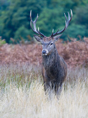 Red deer, Cervus elaphus