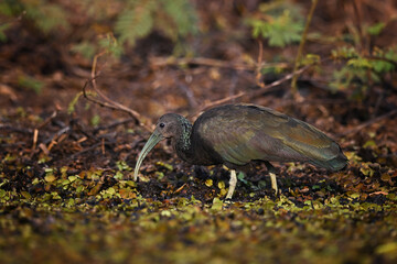 Green Ibis Foraging in Wetland Vegetation
