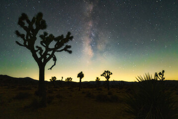 Night Sky at Joshua Tree NP 3