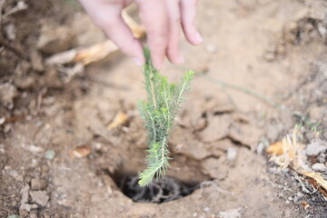 Tree planting. Spruce seedling in the ground. Planting a forest. Reclamation of resources.