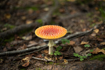 A fly agaric in the forest. Red fly agaric in autumn in the forest. Mushroom causing an alteration of consciousness.