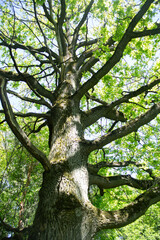 A large oak tree in the forest. A tree with large branches. An old oak tree.