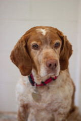 Dog Brittanny spaniel 