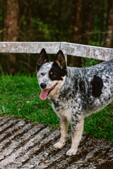 Australian cattle dog 