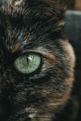 close up of a cat eye