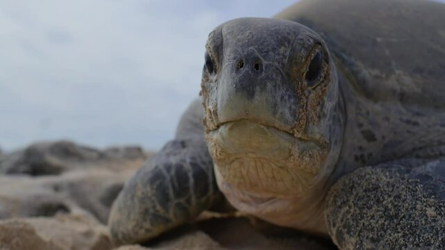 Turtles coming to the beach and laying eggs and returning to the sea