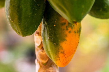 Carica papaya pertenece a la familia Caricaceae.