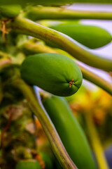 Carica papaya pertenece a la familia Caricaceae.