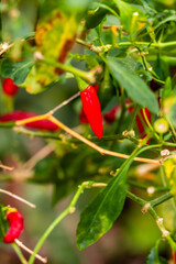 Pimienta cultivada de manera ecológica en una huerta.