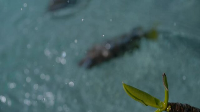 Archerfish hunting creatures out of the water
