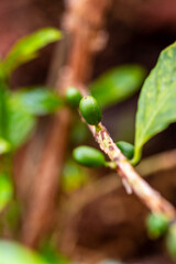 Cafe cultivado de manera ecológica en una huerta.