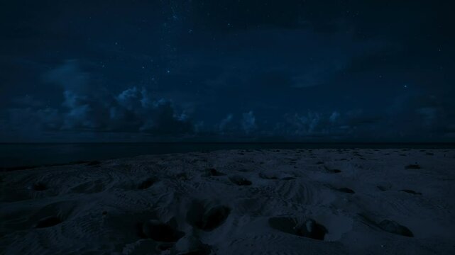 Turtles on the beach laying eggs in a hole they have dug. At night.