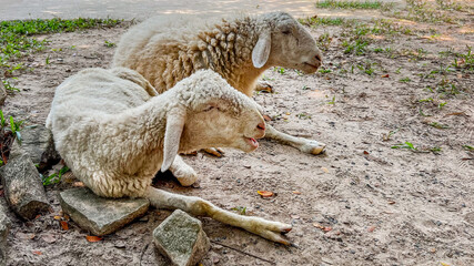 Two sheep resting on a dirt path, symbolizing tranquility and simplicity in rural farm life