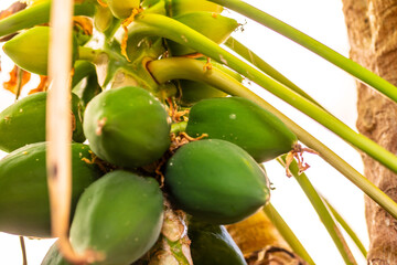 Carica papaya pertenece a la familia Caricaceae.