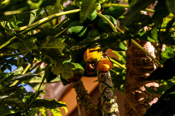 Carica papaya pertenece a la familia Caricaceae.