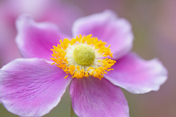 Close-up of an autumn anemone, soft yellow pollen pistils, pollen pistils of a pink flower, yellow...