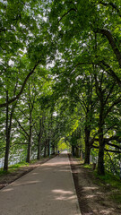 Fototapeta premium A tranquil tree-lined path, perfect for meditation walks or Earth Day celebrations, invites peaceful, reflective solitude in nature