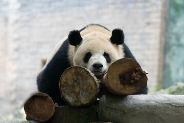 Funny Pose of Sleeping Panda in China