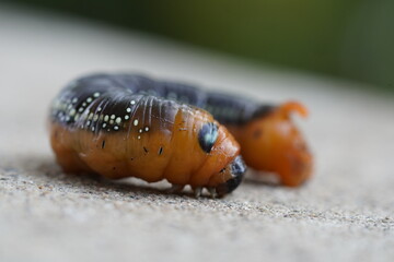 close up of a brown oleander hawk moth caterpillar