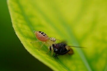 A jumping spider preying on a house fly