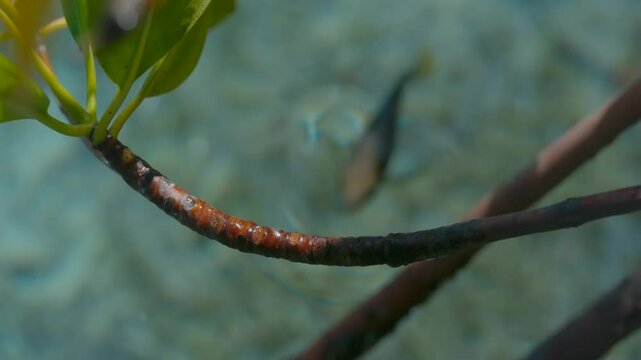 Archerfish hunting creatures out of the water