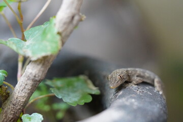 A baby gecko intently looking at the camera with wide eyes